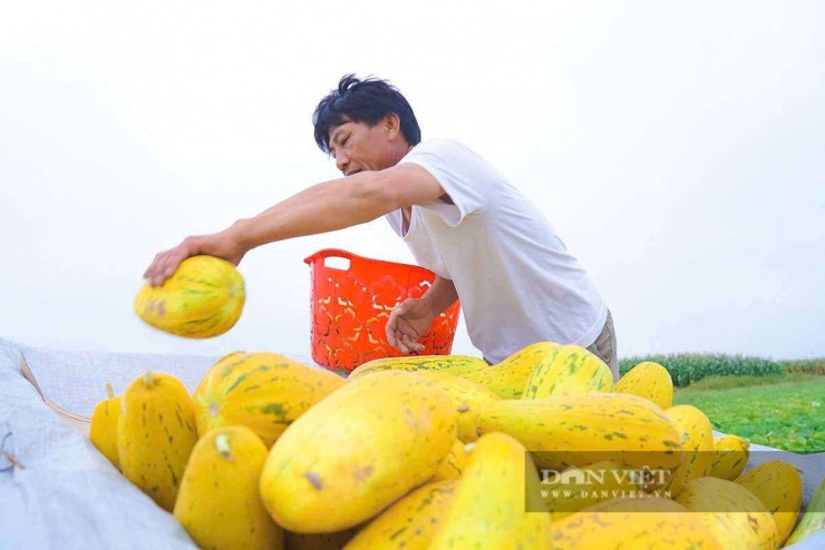 Dưa bở Cổ Đạm hứa góp phần nâng cao thu nhập và đời sống cho người dân địa phương.