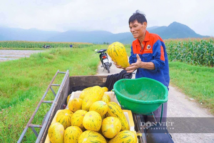 Dưa bở được người dân bán với giá 20.000 - 25.000 đồng/kg (các năm trước 10.000 – 15.000 đồng/kg). Sau khi trừ chi phí, mỗi sào bà con thu về trên 10 triệu đồng.
