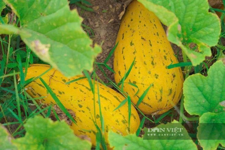 Dưa bở được trồng tại xã Cổ Đạm không bón phân hóa học, chỉ sử dụng phân chuồng, phân vi sinh nên đảm bảo an toàn, chất lượng dưa thơm ngon.