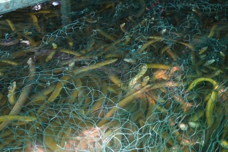 Phòng Kinh tế xã An Trạch, tỉnh Cà Mau (địa phận huyện Đông Hải, tỉnh Bạc Liêu trước đây) đang phối hợp cùng các đơn vị liên quan tìm đầu ra cho hơn 100 tấn lươn nuôi quá lứa của người dân trên địa bàn xã. Ảnh: An An.