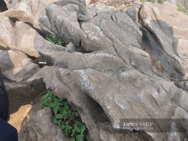 Trung bình mỗi ngày, mỏm đá tử thần trên cao nguyên đá Đồng Văn đón hàng trăm lượt du khách trong và ngoài nước đến tham quan, check-in; những dấu chân nối tiếp nhau qua từng bậc đá cũng dần khiến đá bị bào mòn theo thời gian, in hằn sức hút của điểm đến mạo hiểm giữa đại ngàn.