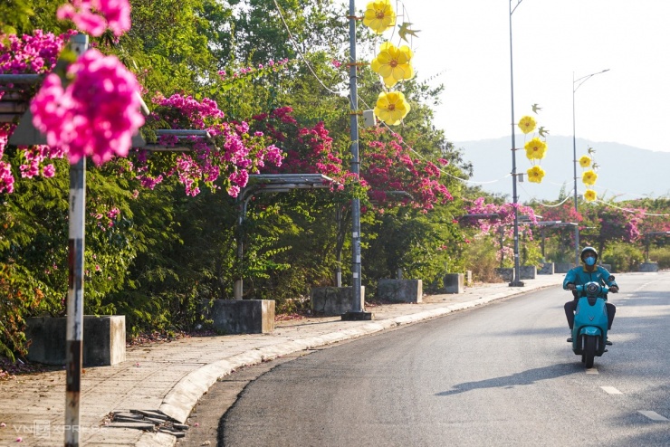Tuyến đường hoa giấy nở rộ tại làng chài Nha Trang - 11