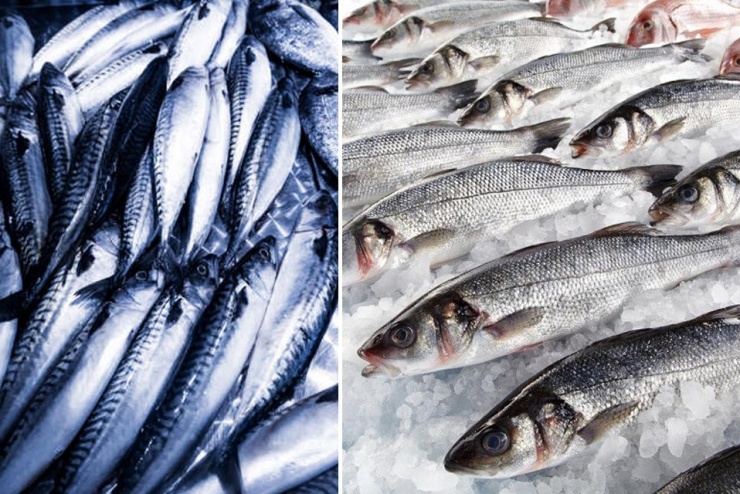 Kỳ lạ loại cá nhiều chất béo nhưng lại giúp giảm mỡ máu hiệu quả - 2