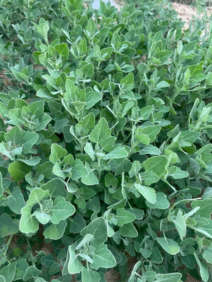 Loại rau này mọc thành từng mảng lớn