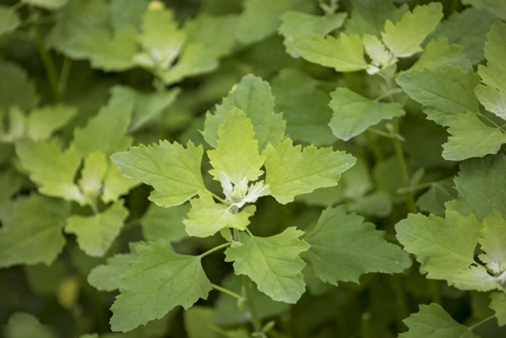 Loại rau này được gọi là rau muối vì lớp phấn trắng như muối trên lá cây