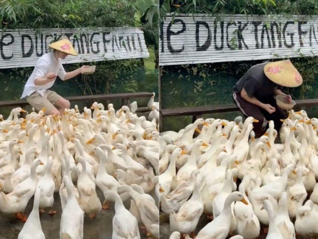 Clip du khách Tây chăn vịt theo nhạc ở Quảng Trị khiến dân mạng cười bò