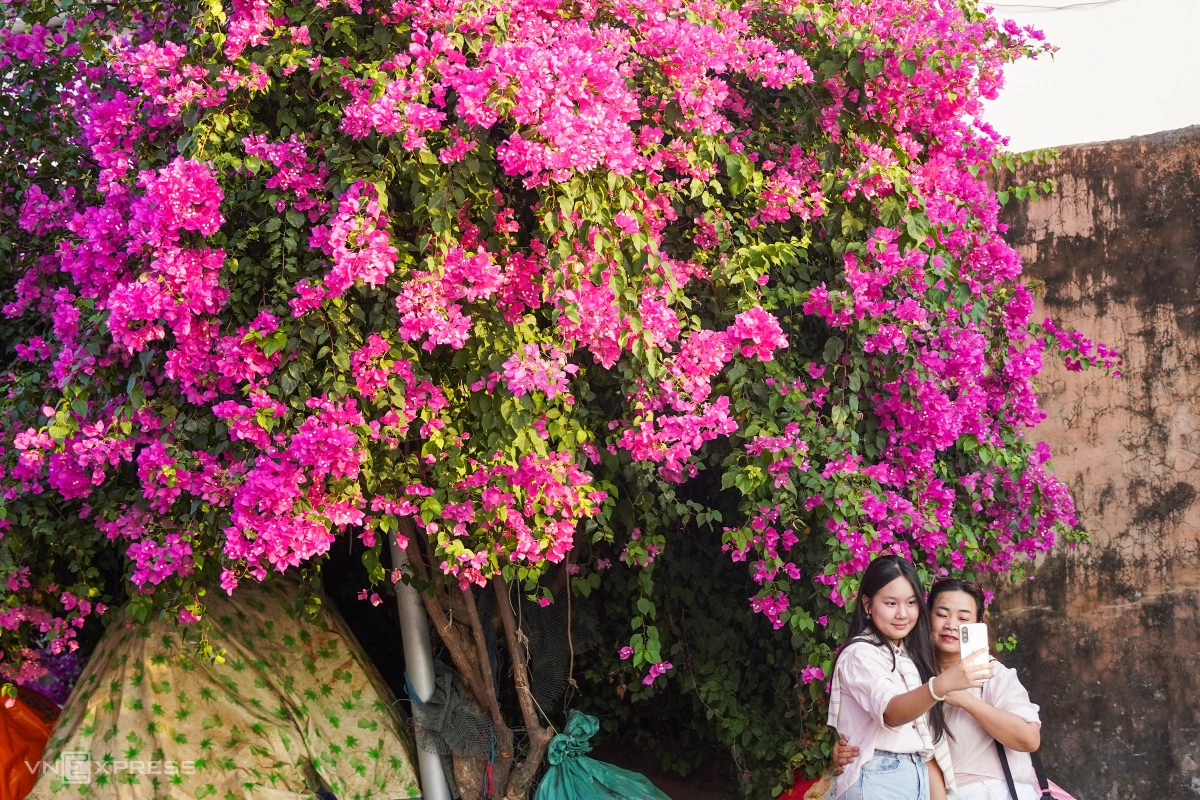 Tuyến đường hoa giấy nở rộ tại làng chài Nha Trang - 3