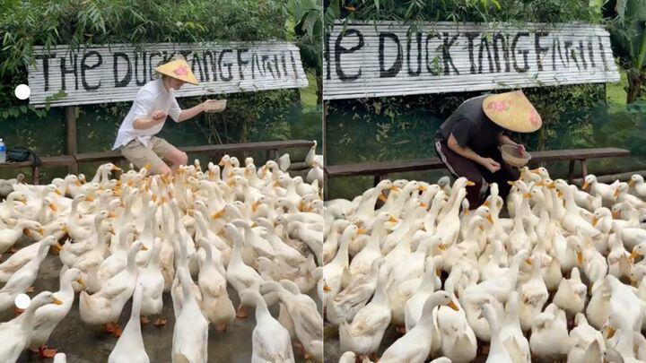 Dân mạng bảo mình ở nhà cũng chăn vịt hàng ngày mà chưa bao giờ cảnh vui như vậy. (Ảnh chụp màn hình)