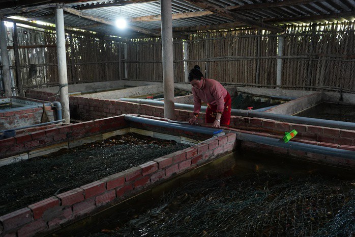 Giá lươn giảm mạnh trong thời gian gần đây đã khiến hơn 100 tấn lươn nuôi của người dân "bí" đầu ra