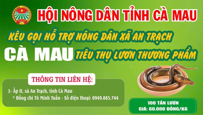 Cà Mau kêu gọi "giải cứu" lươn nuôi quá lứa của người dân với giá 60.000 đồng/kg