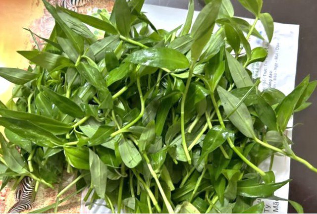 Rau thài lài sau mưa thường non và chế biến sẽ ngon hơn. Ảnh HM
