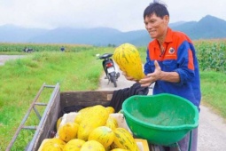 Đây là loại quả ngon mùa hè ăn mát tận chân răng, đang bán được giá tốt ở Hà Tĩnh