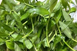 Loại cỏ dại mọc nhiều sau mưa, chế biến đủ món ngon giúp bổ phổi, giải nhiệt ngày hè tốt