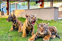 Ngắm 3 hổ con vừa chào đời ở Gia Lai