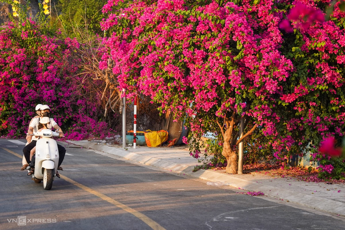 Tuyến đường hoa giấy nở rộ tại làng chài Nha Trang - 6