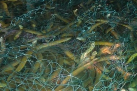 100 tấn lươn nuôi quá lứa của nông dân Cà Mau (địa phận Bạc Liêu trước đây) mấy tháng nay chả ai hỏi mua, đến khổ!