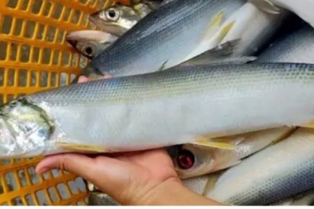 Cá đặc sản muốn mua phải đặt trước, 300.000 đồng/kg