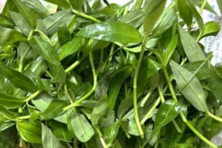 Loại cỏ dại mọc nhiều sau mưa, chế biến đủ món ngon giúp bổ phổi, giải nhiệt ngày hè tốt