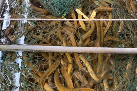 Cà Mau kêu gọi "giải cứu" lươn với giá 60.000 đồng/kg