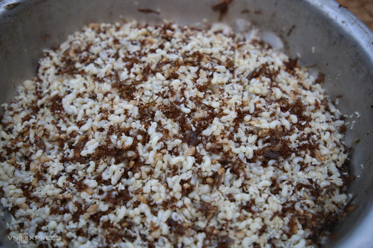 Mùa săn trứng kiến ở miền núi Quảng Trị - 12