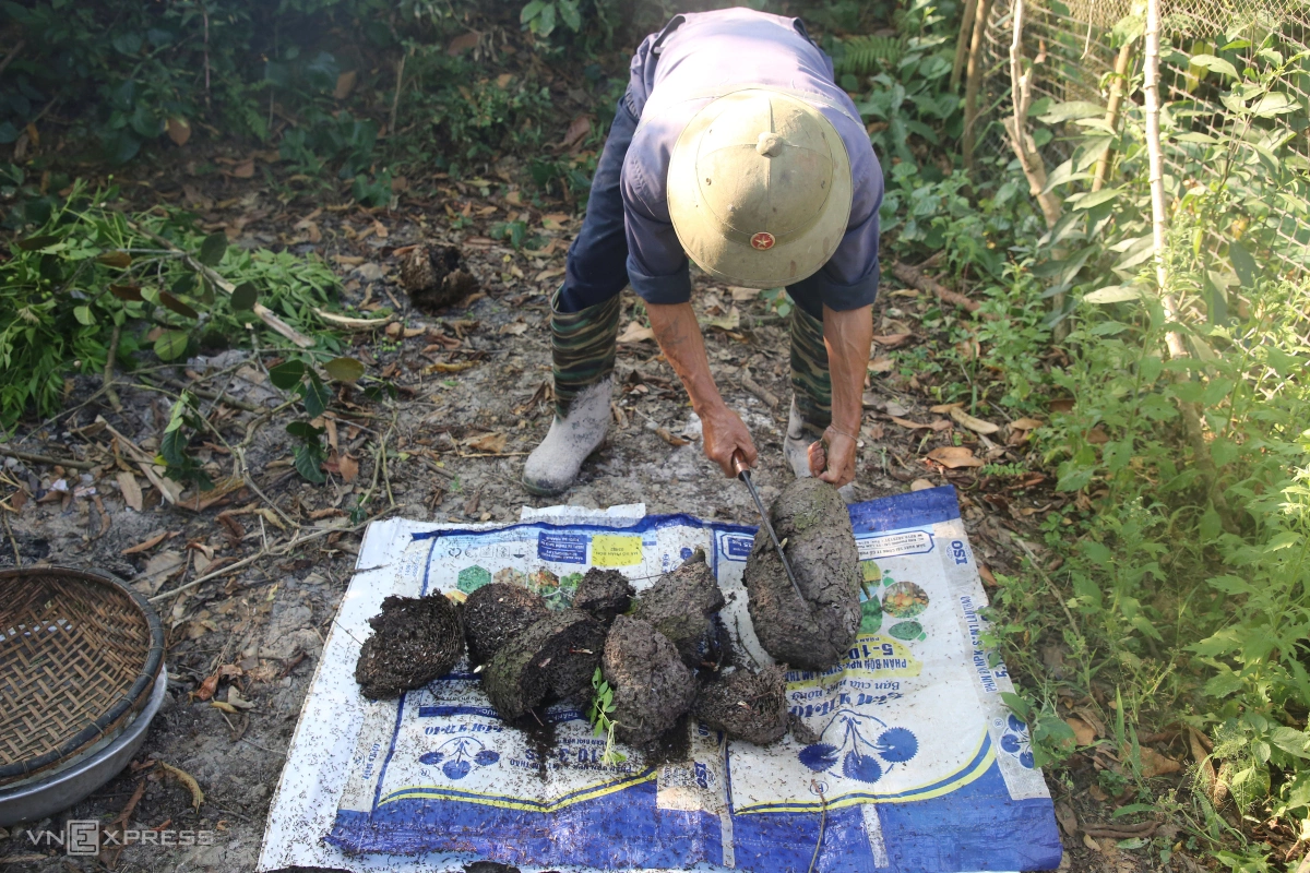 Mùa săn trứng kiến ở miền núi Quảng Trị - 7