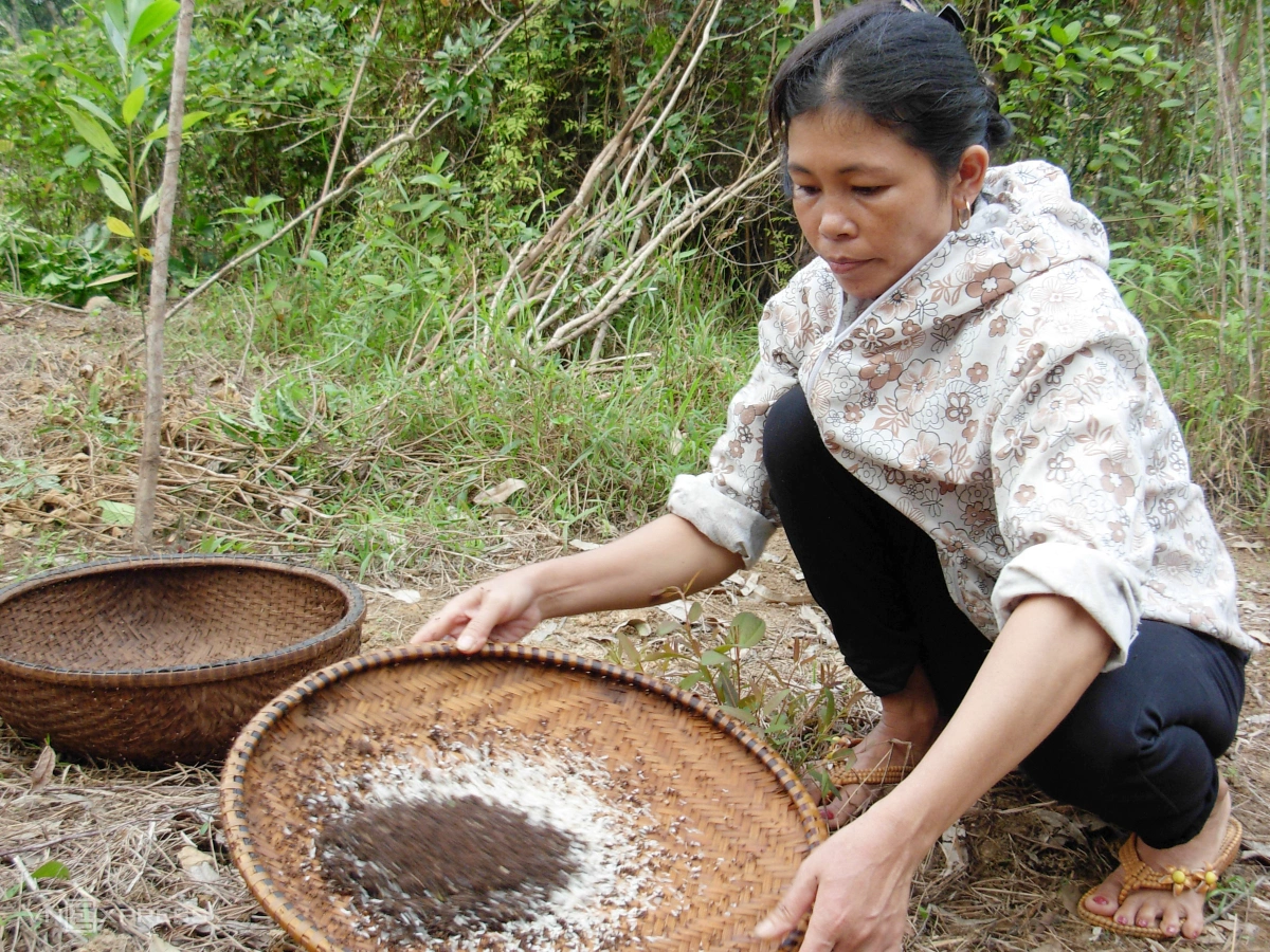 Mùa săn trứng kiến ở miền núi Quảng Trị - 9