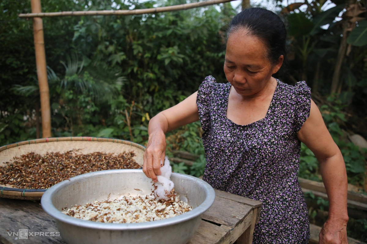 Mùa săn trứng kiến ở miền núi Quảng Trị - 10