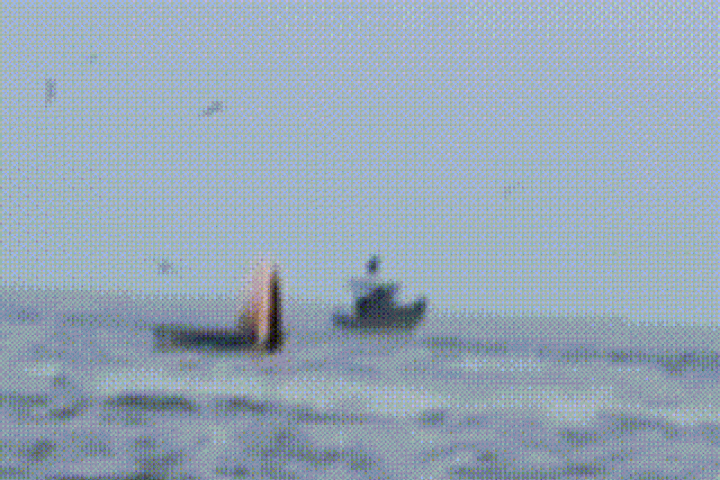 Cá voi liên tiếp xuất hiện gần bờ biển Mũi Né báo hiệu điều gì?