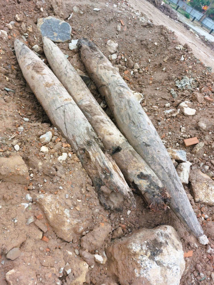 Cận cảnh 3 cọc gỗ cổ phát hiện dưới sông, nghi có từ thời Trần - 4