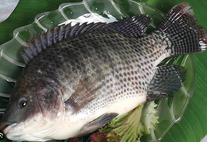 Sở dĩ cá rô phi được gọi vui là “gà nước” bởi phần thịt trắng, ít xương dăm, vị ngọt nhẹ và dễ ăn, khá giống với thịt gà. Không chỉ vậy, loại cá này còn rất “dễ tính” trong chế biến, có thể nấu được nhiều món từ chiên, kho, hấp đến nấu canh mà vẫn giữ được hương vị đặc trưng.