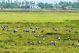 Đàn chim lạ hàng trăm con xuất hiện tại Hà Tĩnh là loài quý hiếm trong Sách đỏ