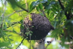 Mùa săn trứng kiến ở miền núi Quảng Trị