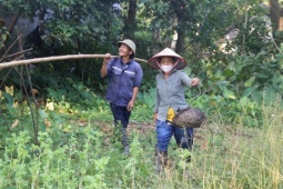 Mùa săn trứng kiến ở miền núi Quảng Trị