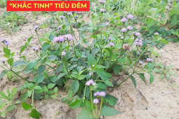 Tin tức sức khỏe - Ít ai biết: Loài hoa quen thuộc này lại là “khắc tinh” của phì đại tiền liệt tuyến, giúp giảm tiểu đêm rõ rệt