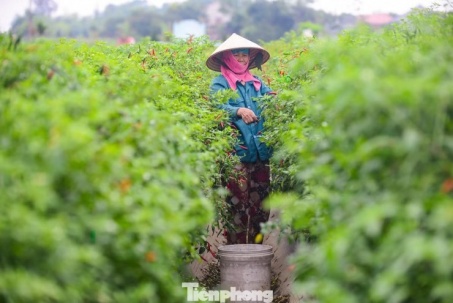Giá ớt bất ngờ lao dốc mạnh