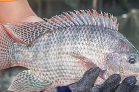 Ít xương, thịt ngọt, giá mềm, loại cá bình dân nhưng giá trị dinh dưỡng khiến nhiều người bất ngờ