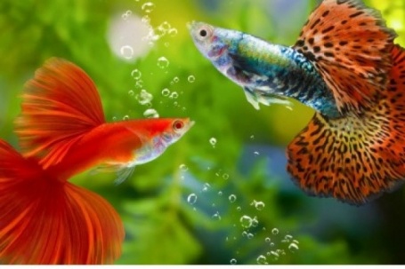 Cá mini 7 màu hoá “mỏ vàng” trong giới sinh vật cảnh