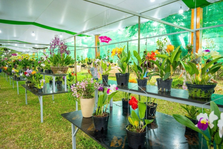 Vào chốn Hoàng cung, ngắm phong lan, cây kiểng, đá cảnh 3 miền - 9