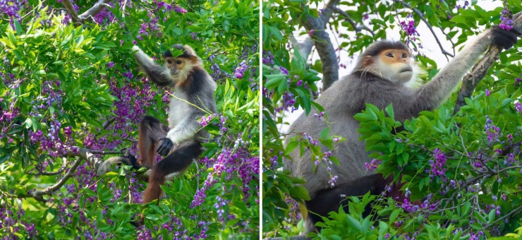 Hoa thàn mát nhuộm tím bán đảo Sơn Trà mùa tháng tư - 3