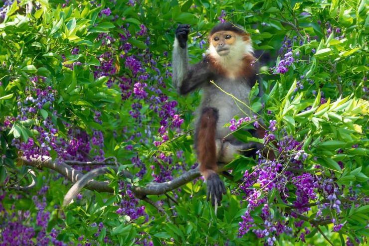 Vẻ đẹp của sắc hoa thàn mát tím biếc trên bán đảo Sơn Trà. Ảnh: Hải An.