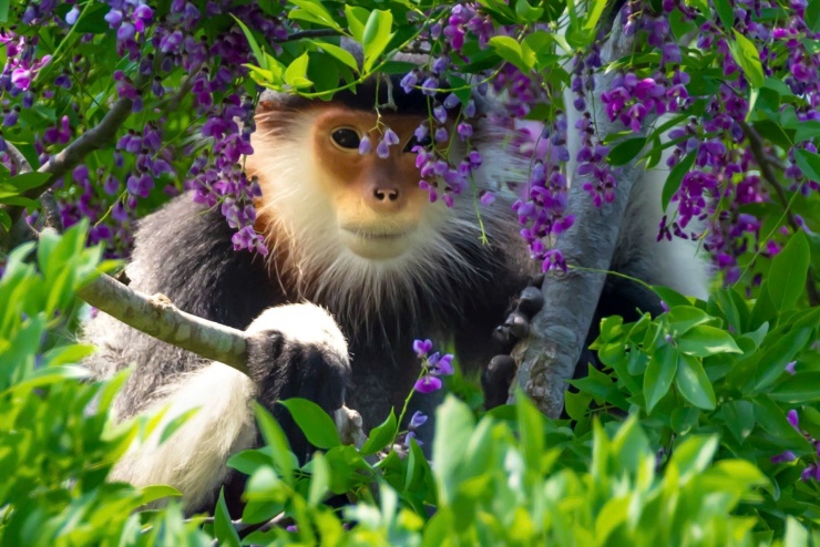 Cận cảnh loài linh trưởng voọc chà vá chân nâu quý hiếm tại bán đảo Sơn Trà. Ảnh: Hải An.