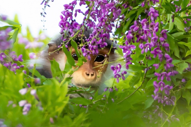 Hoa thàn mát nhỏ nhắn, nở thành từng chùm dày trên cành. Ảnh: Hải An.