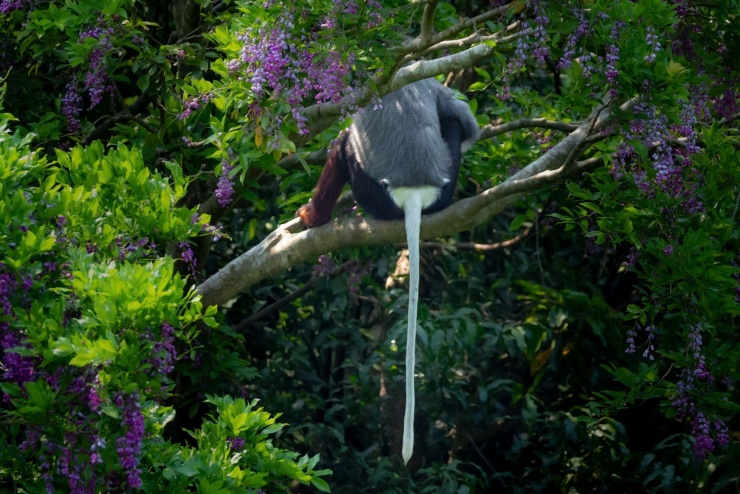 Bộ lông của voọc chà vá chân nâu là sự tổng hòa của 5 màu sắc đen, vàng cam, xám, nâu đỏ và trắng, khiến chúng vô cùng nổi bật. Ảnh: Hải An.