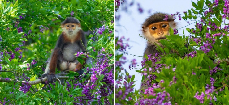 Hoa thàn mát nhuộm tím bán đảo Sơn Trà mùa tháng tư - 7