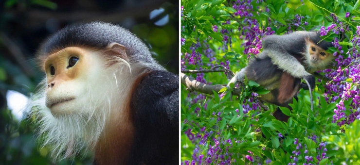 Voọc chà vá chân nâu là loài đang có nguy cơ tuyệt chủng, vì vậy, rất cần sự chung tay bảo vệ từ cấp chính quyền đến cộng đồng người dân sinh sống trên bán đảo. Ảnh: Hải An.