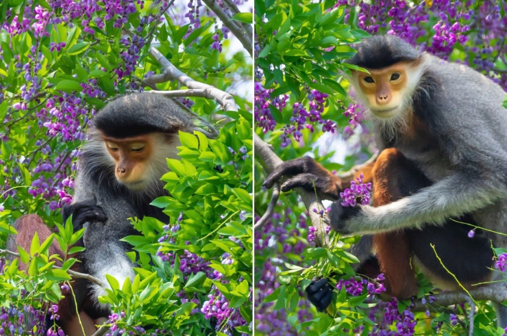 Hoa thàn mát nhuộm tím bán đảo Sơn Trà mùa tháng tư - 11