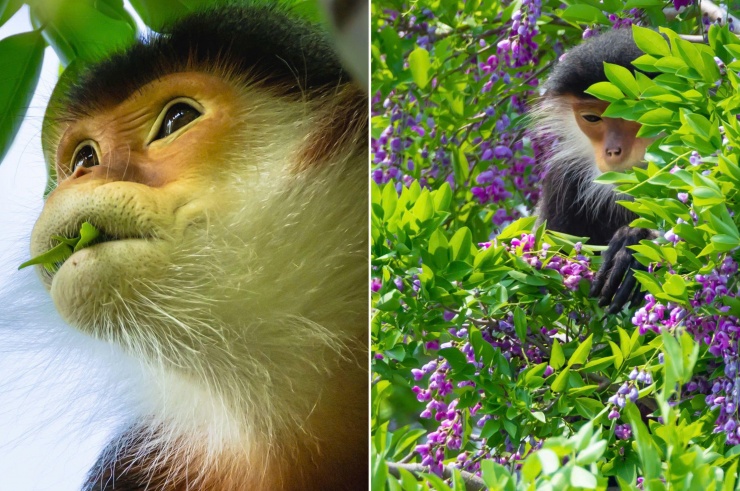 Vào mùa hoa thàn mát nở rộ, những chú voọc chà vá chân nâu vui vẻ chuyền cành kiếm ăn. Lá cây và hoa thàn mát là những thức ăn ưa thích của chúng. Ảnh: Hải An.