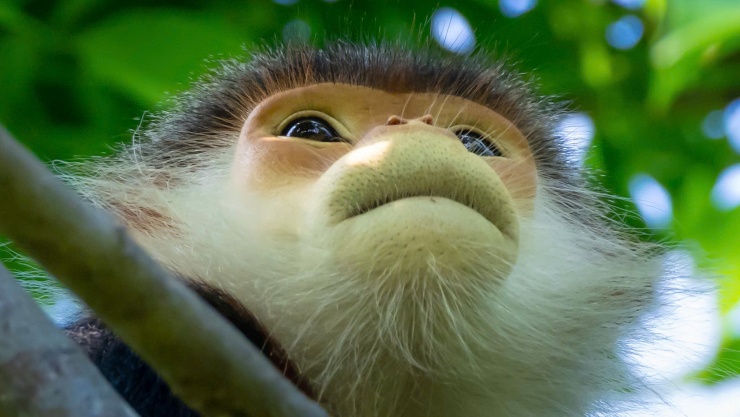 Hoa thàn mát nhuộm tím bán đảo Sơn Trà mùa tháng tư - 12