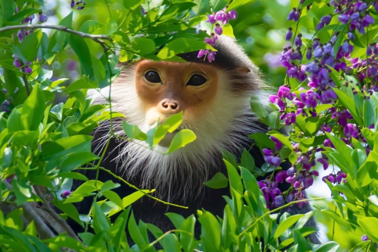 Voọc chà vá chân nâu và thiên nhiên xanh mát tại Sơn Trà sẽ là nguyền chất liệu quý chấp cánh cho du lịch xanh nơi bán đảo. Ảnh: Hải An.