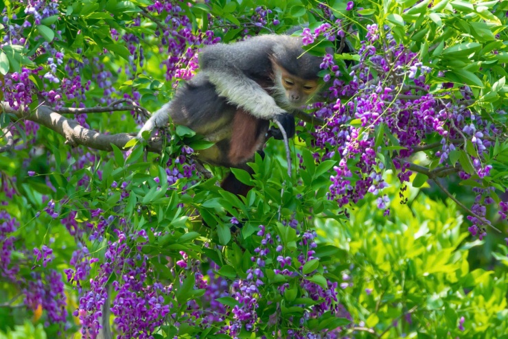 Các tour trekking xuyên rừng ngắm voọc chà vá chân nâu, kết hợp cùng các hoạt động bảo vệ thiên nhiên được kỳ vọng sẽ nâng tầm du lịch bán đảo Sơn Trà trong thời gian tới. Ảnh: Hải An.